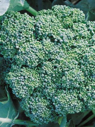 Broccoli, Calabrese