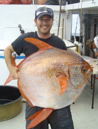 Southwest Fisheries Science Center biologist Nick Wegner holds a captured opah, the first-ever warm-blooded fish..