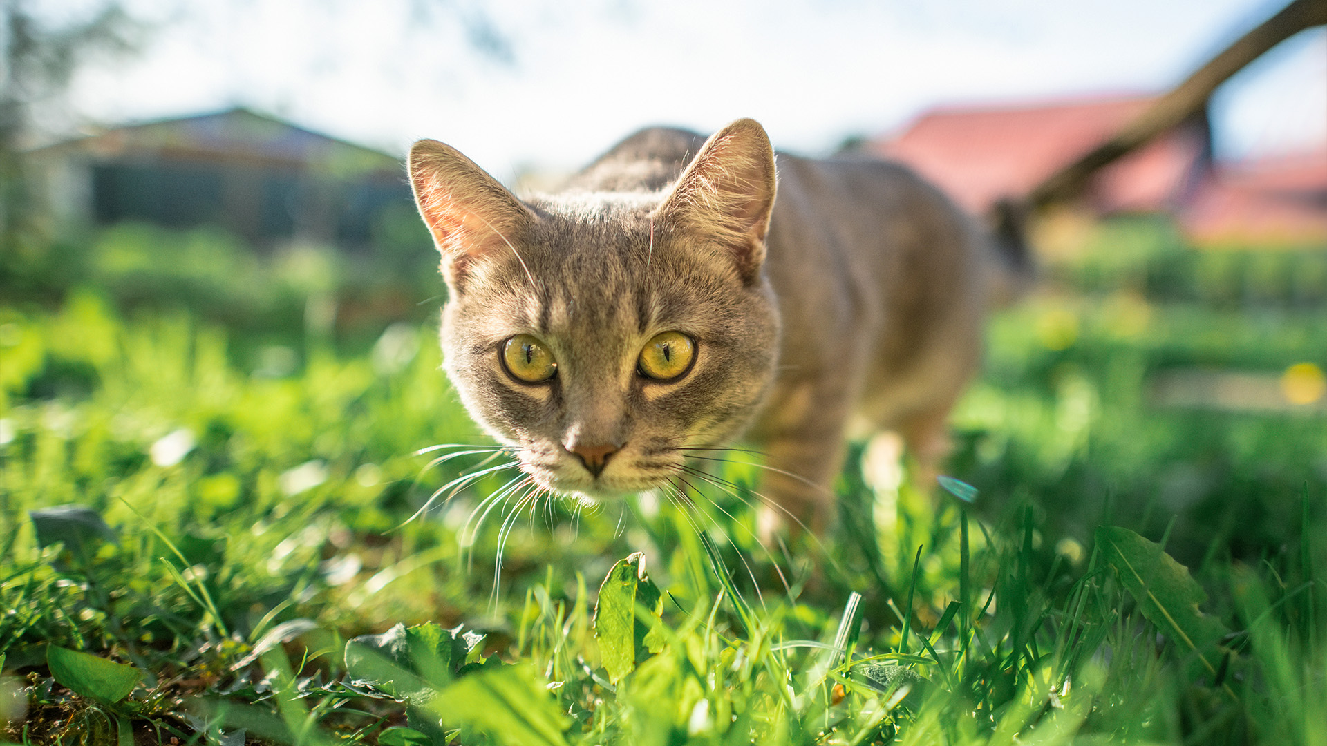 Cat in field looking at camera