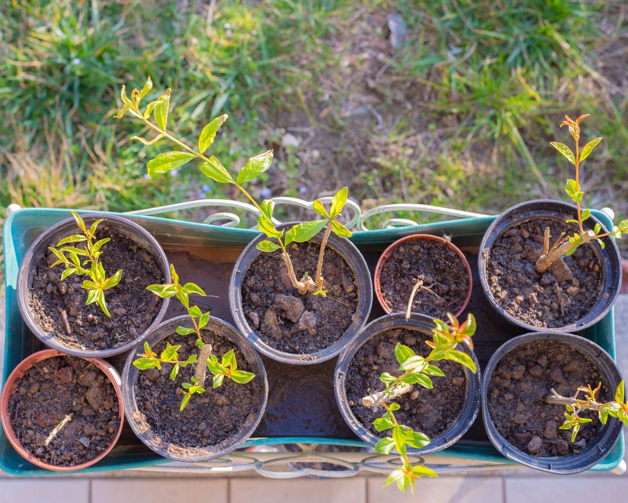 How to grow pomegranates from seed: expert growing tips | Gardeningetc
