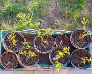 tray of young pomegranate plants in pots