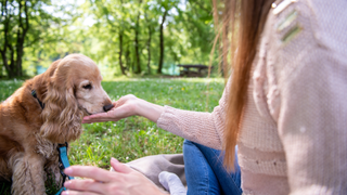 Owner feeding a dog a treat in a field