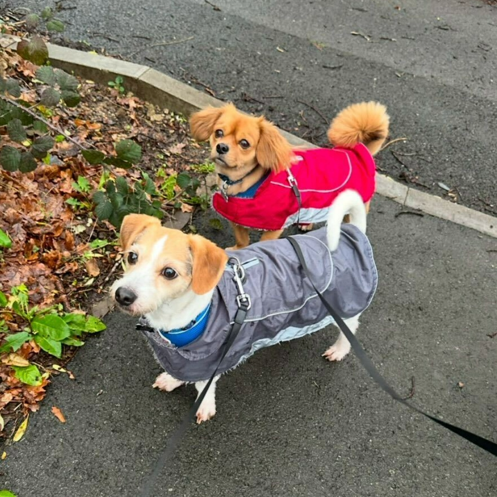 Chloe's dogs Cody and Baily on a leash and in jackets