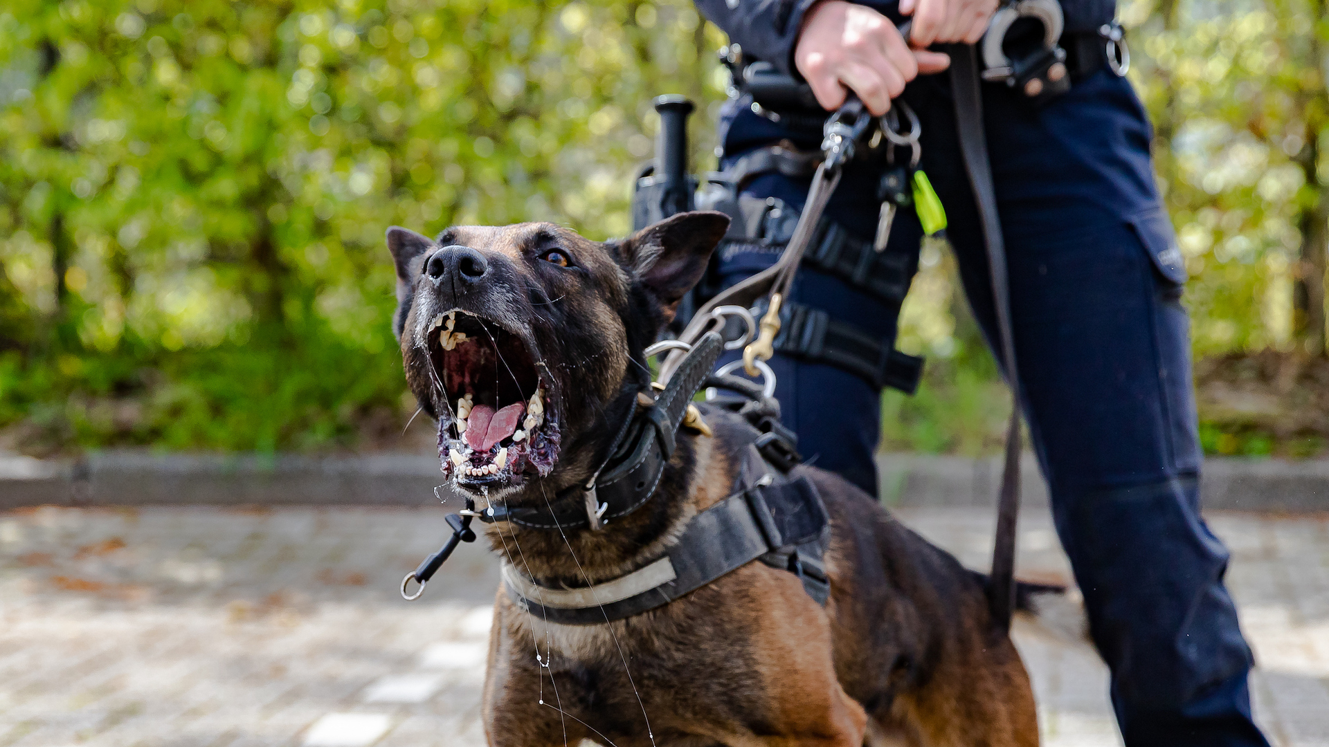 Trained guard dog lunging and baring teeth