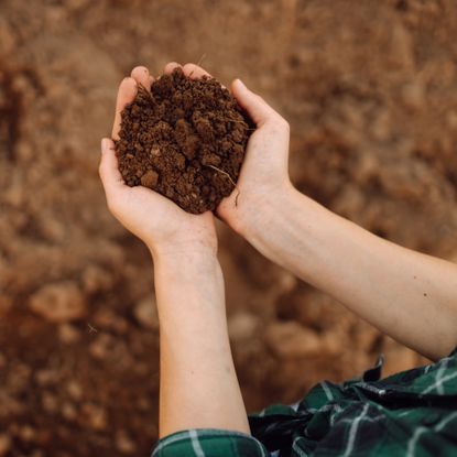 Woman holding garden soil in her hands