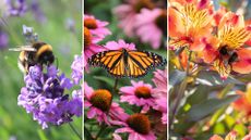 composite image of plants for pollinators