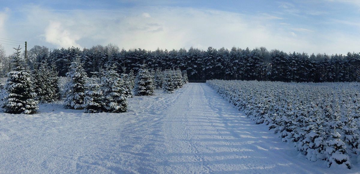 De vrais sapins de Noël livrés 