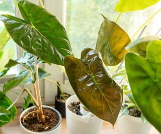 potted alocasias on windowsill