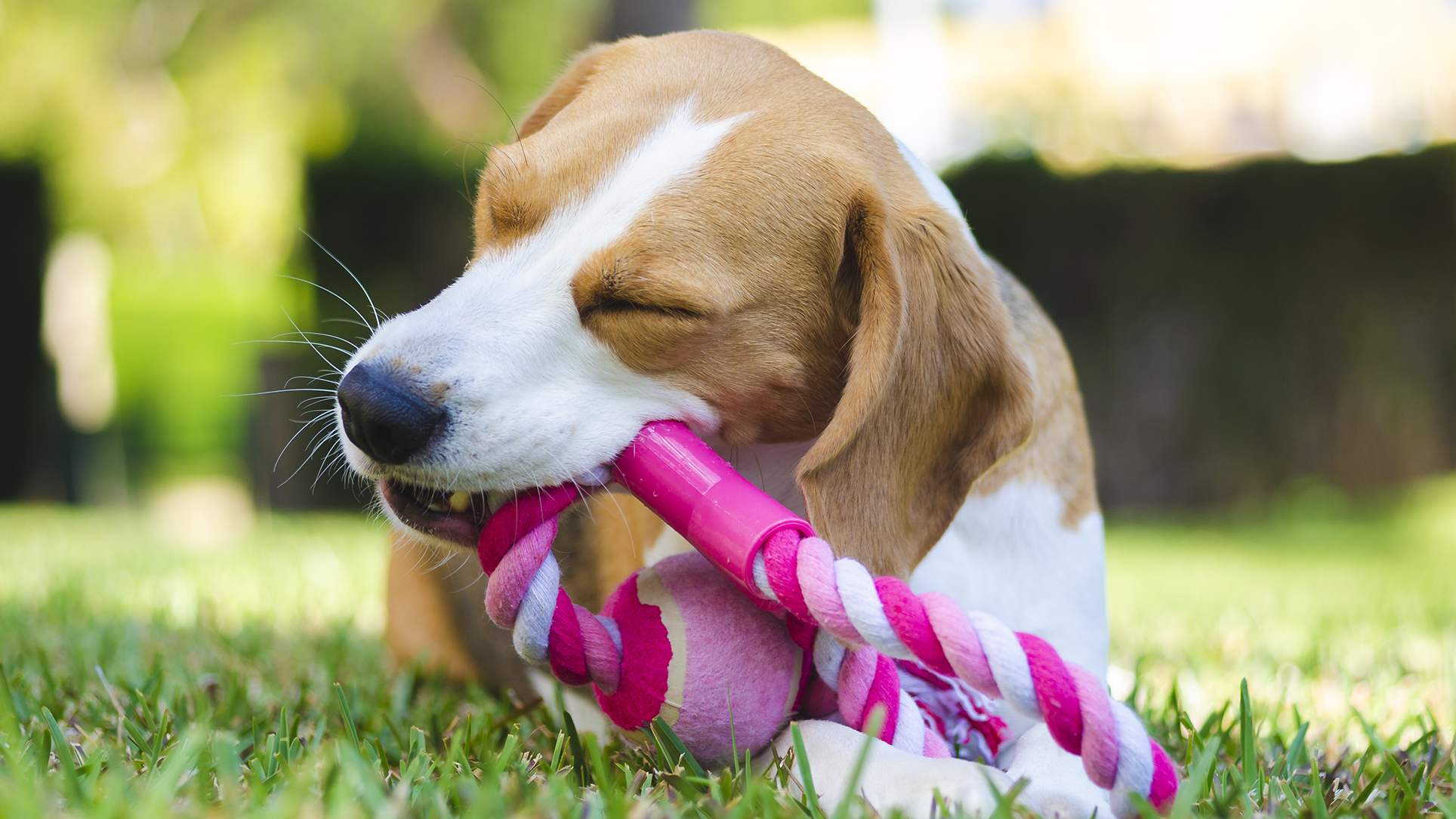 Best puppy toys 2023 for keeping your pooch entertained PetsRadar