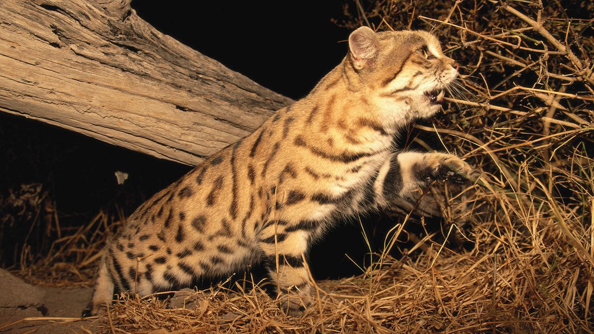 Adorable But Deadly Little Wildcat May Be Inbreeding At Alarming Rates Study Finds