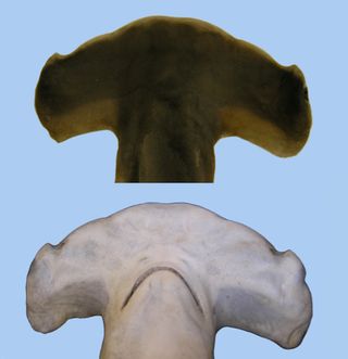A top and bottom view of the head of the Carolina hammerhead (Sphyrna gilbert).
