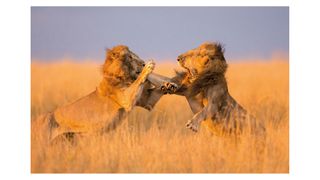 Photograph of a pair of lions by Richard Peters