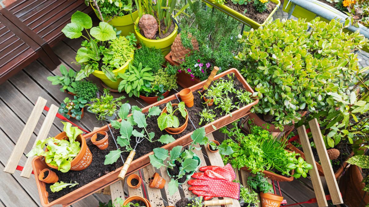 8 Fantastic Container Vegetable Combinations | Gardening Know How