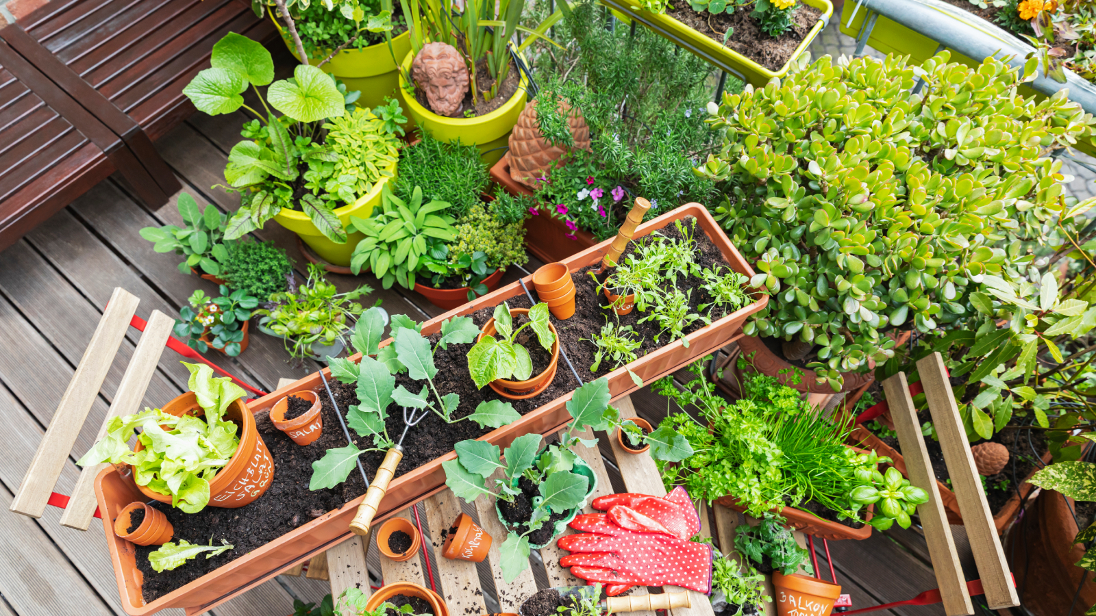 Vegetable container garden combination on patio
