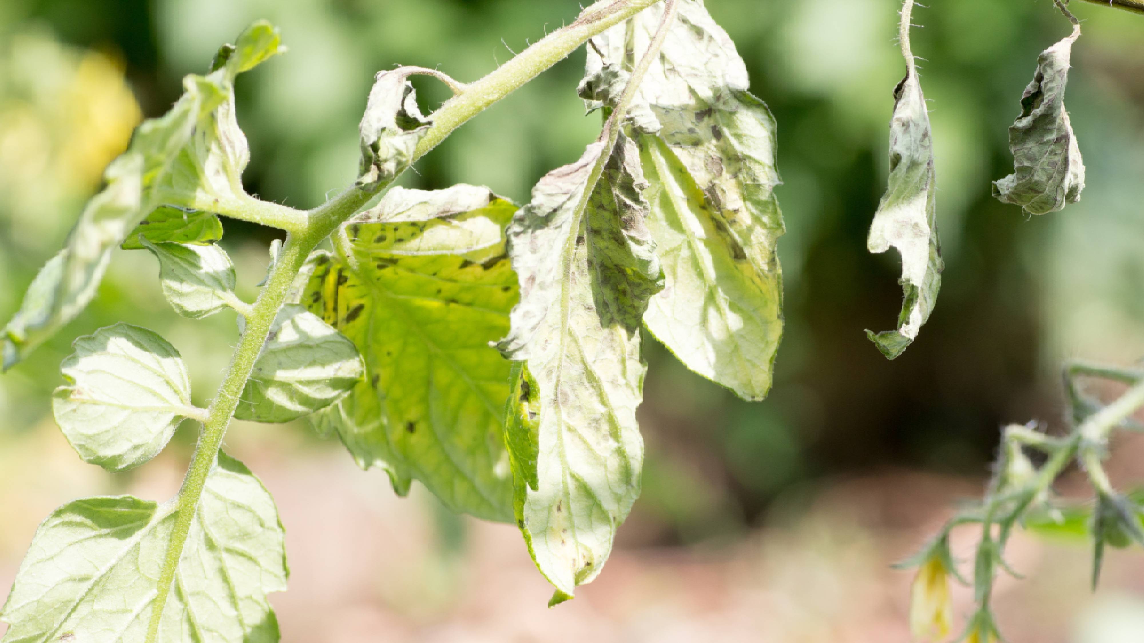 Plant affected with tomato spotted wilt virus caused by thrips