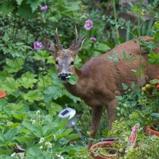 A deer with antlers in a garden with a leaf in its mouth