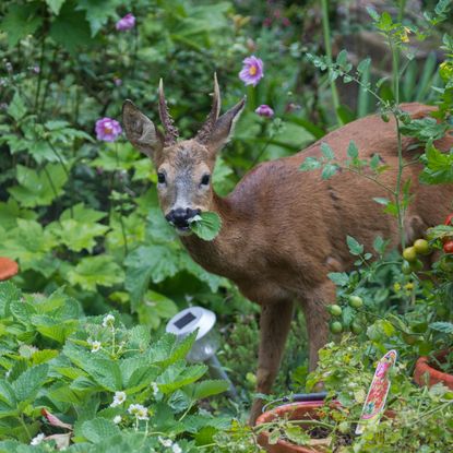 A deer with antlers in a garden with a leaf in its mouth