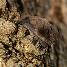 Bat on a tree trunk.