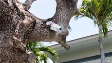 outdoor cctv camera hanging on a tree