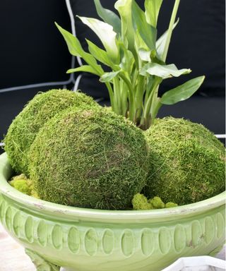 Moss centerpiece