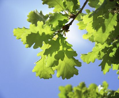 Oak Tree Leaves