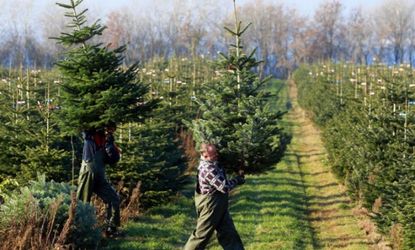 Harvest hands carry Nordmann firs through a plantation in Wieschendorf, Germany.