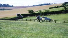 HEROS charity retraining: thoroughbred racehorse &lsquo;safety net&rsquo;