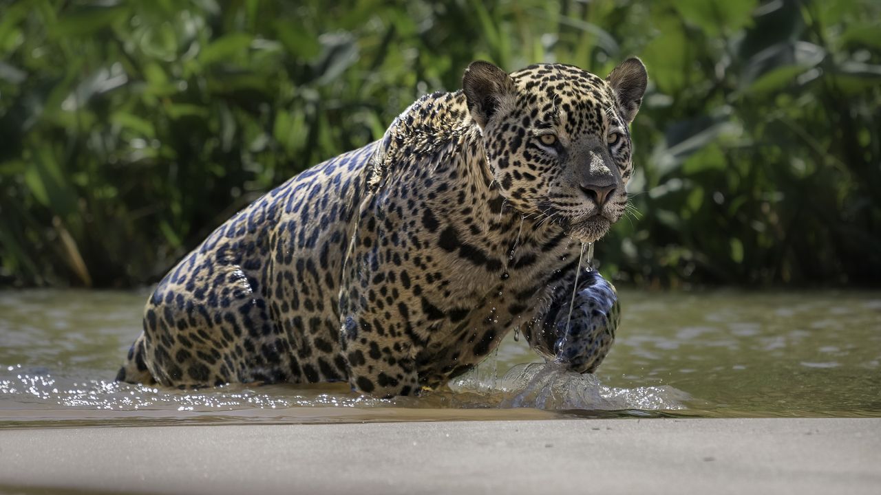 a jaguar emerges from the water