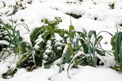 Plants Covered In Snow