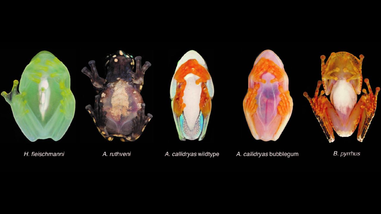 Images showing the frog species used for the comparative study to show that blood storage is unique to glassfrogs. We compared storage levels for three species from three tropical families of opaque, arboreal frogs&mdash;in Allophryne ruthveni from the enigmatic sister family of glassfrogs (Allophrynidae), the sympatric leaf-dwelling treefrog Agalychnis callidryas (Hylidae), and the Malagasy &lsquo;treefrog&rsquo; Boophis pyrrhus (Mantellidae). The wildtype of the red eye treefrog (A. callidryas) cannot be imaged with PAM because their abdomen tissue is wrapped in reflective crystals. The &lsquo;bubblegum&rsquo; morph largely lacks pigmentary cells and this crystal layer, which permits mapping RBCs via PAM. While resting, circulating RBCs decreased on average by or below 12% among the opaque species vs. 89% in glassfrogs.