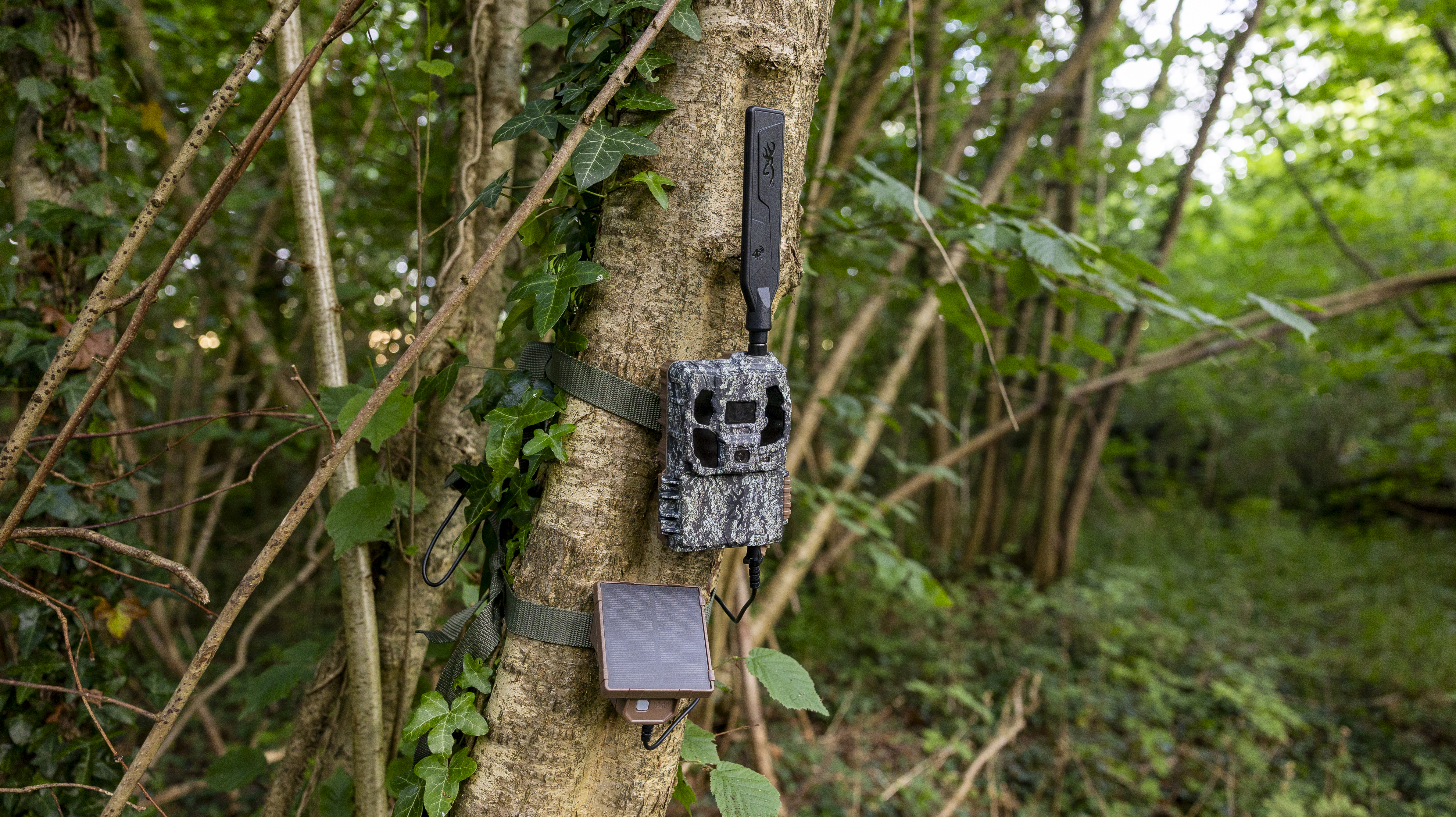 The Browning Defender Pro Scout Max Solar trail camera attached to a tree in a woodland
