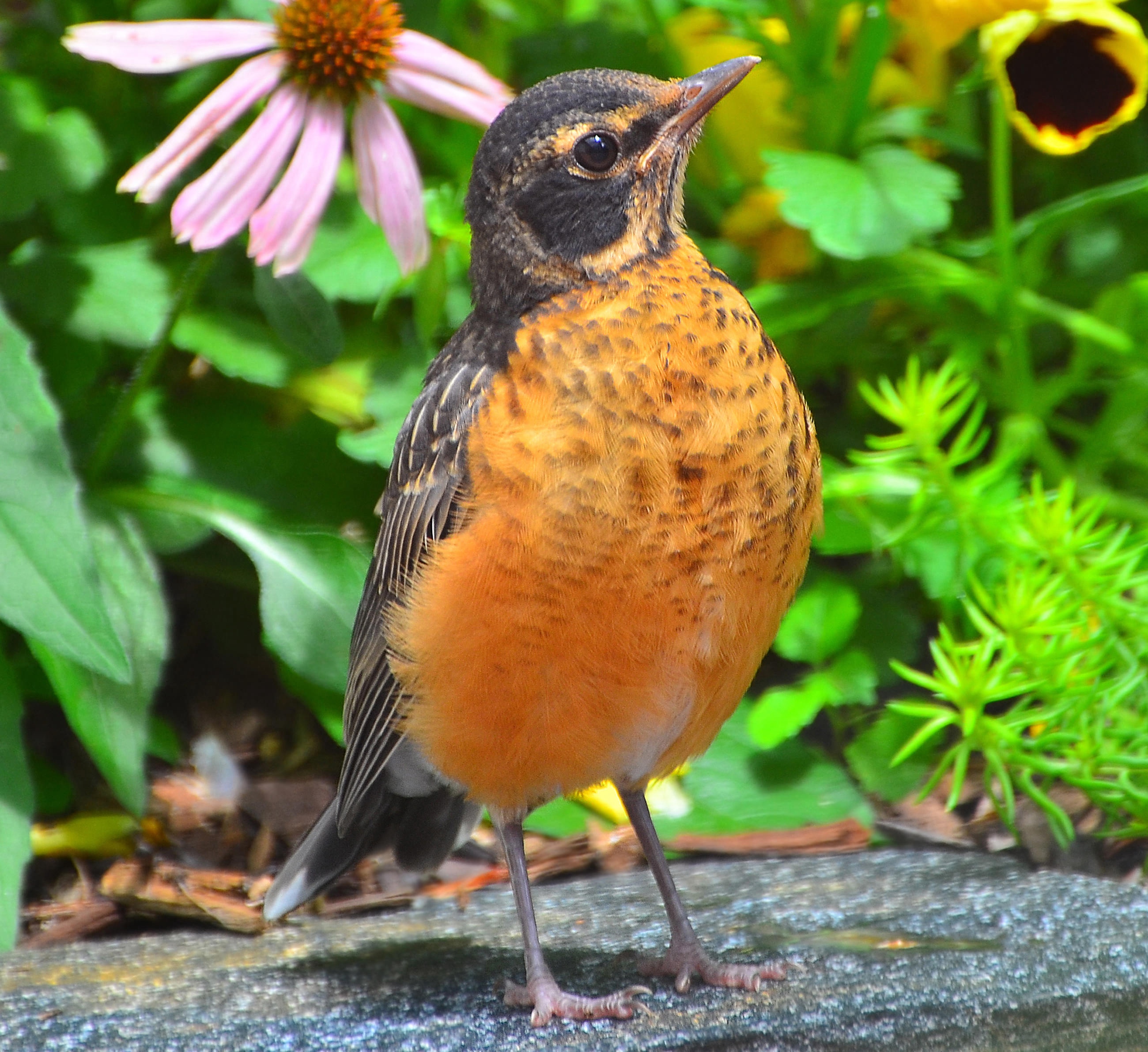 American Robin (turdus migratorius) closeup with flowers and plants