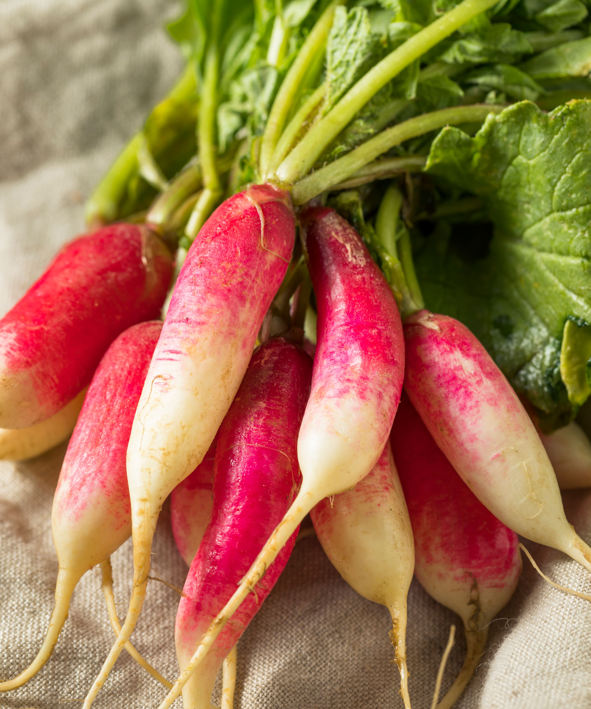 bunch of French breakfast radishes on a muslin cloth