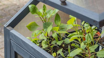 dahlia seedlings growing in a grey painted mini greenhouse