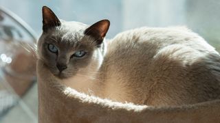 a blue-beige cat with dark ears. The cat is photographed from the side, crouched in a basked, with sunlight dappling on the fur