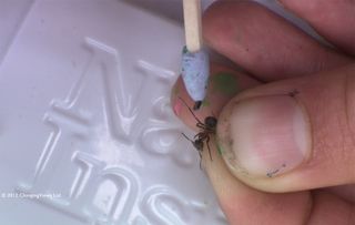 researchers hope to radio tag 1,000 hairy wood ants.