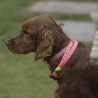 brown dog in pink pet plus collar