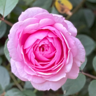 Oxford Girl Climbing Rose