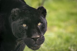 Big cat photography tips