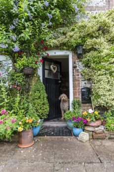 poisonous plants for dogs: Flint cottage front door