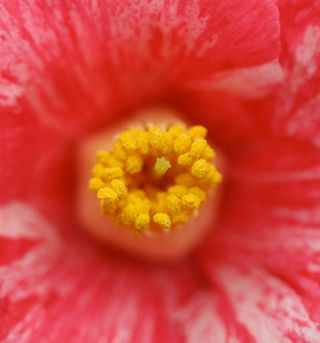 close-up of camellia flower and its anthers.