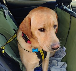 Yellow lab on back seat of car