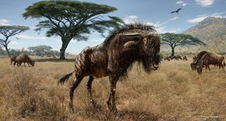 wildebeest-like animal with hadrosaur nose