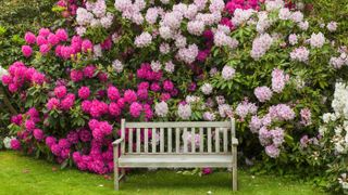 Rhododendron behind bench