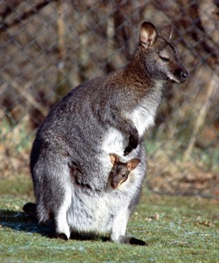 A wallaby mother with a baby in her pouch