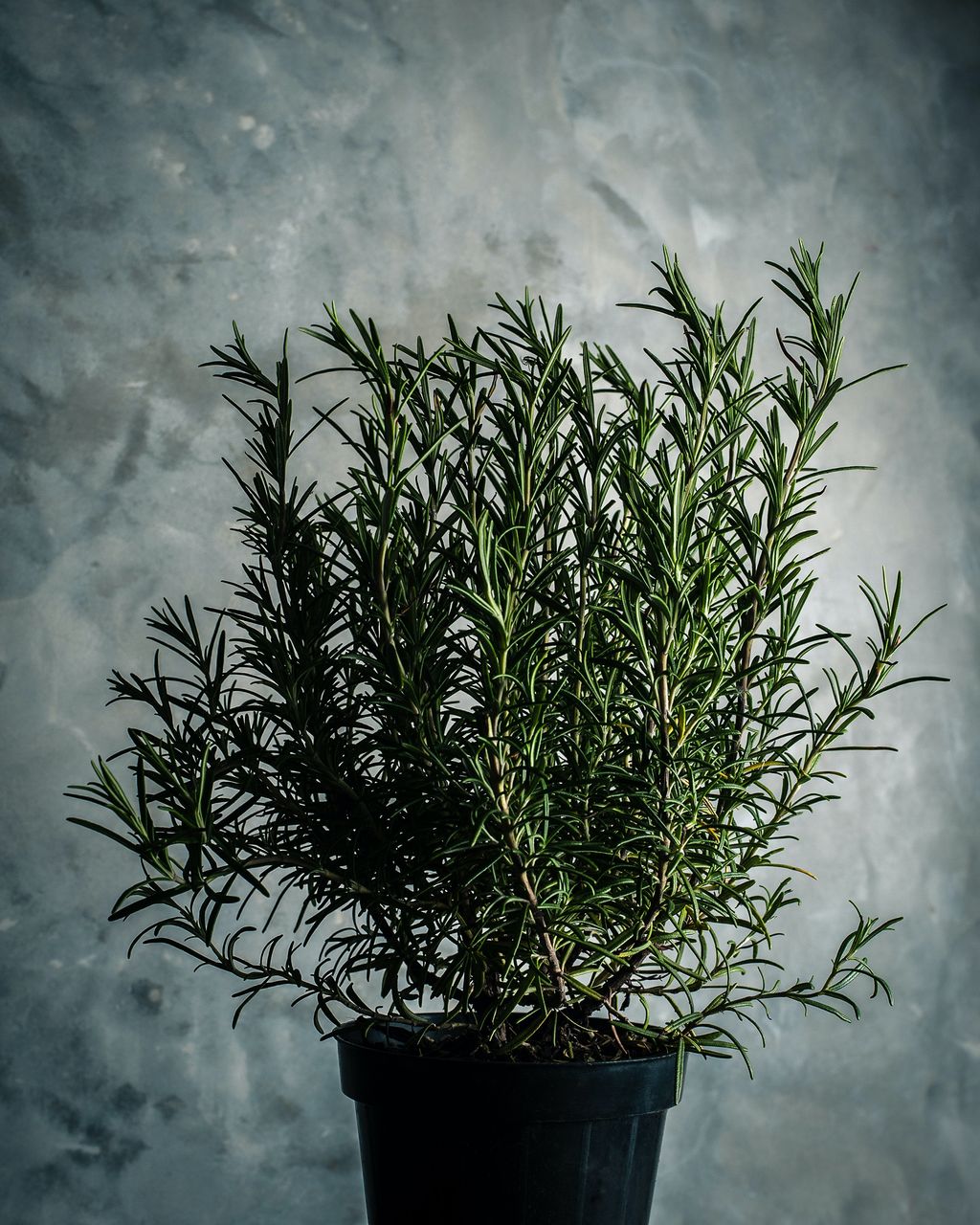 How to grow rosemary from cuttings and from seed Homes & Gardens