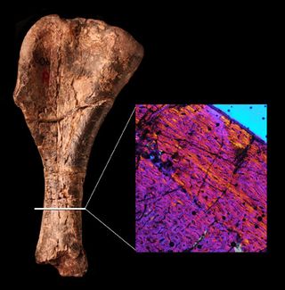 The patterns in this bone scan indicate that the bone fibers are disorganized, like those of other early dinosaurs.