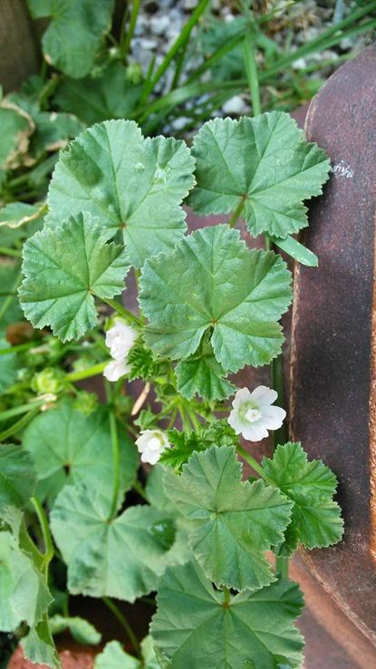 Common Mallow Weeds In The Garden