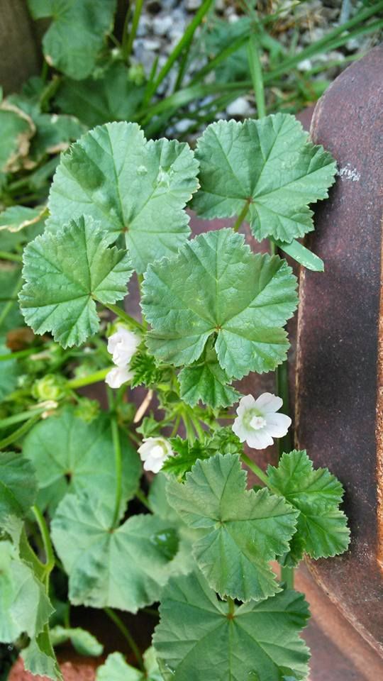 Mallow Weed Control - How To Get Rid Of Common Mallow | Gardening Know How