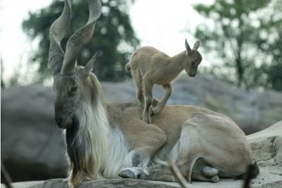 The Markhor, a majestic wild goat